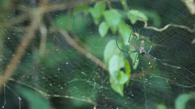 büyük örümcek web üzerinde