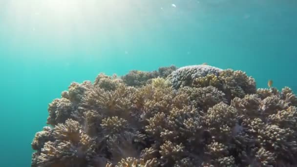 Mercan resifi ve tropikal balıklar. — Stok video