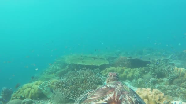 Tortuga marina en el mar tropical — Vídeo de stock