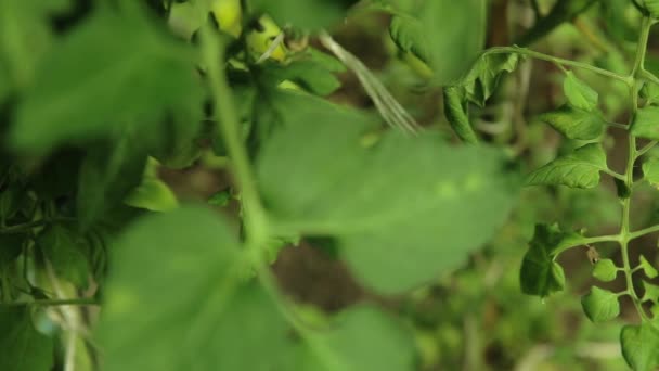 Tomates verdes en rama. — Vídeo de stock