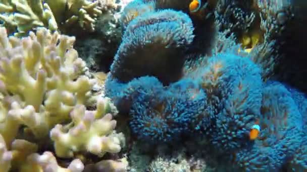 Sea anemone and clown fish — Stock Video
