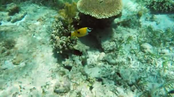 Arrecife de coral y peces tropicales. — Vídeos de Stock