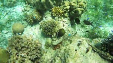 Mercan resifi ve tropikal balıklar.