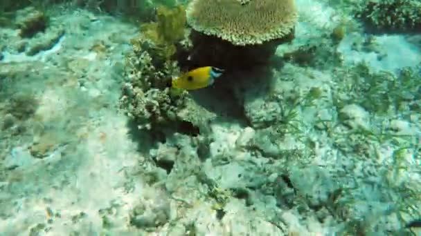 Recifes de coral e peixes tropicais. — Vídeo de Stock