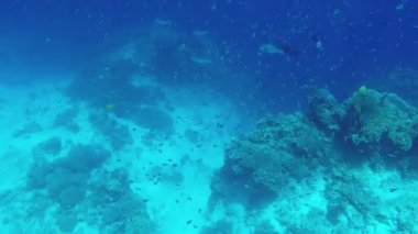 Mercan resifi ve tropikal balıklar.