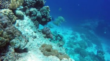 Mercan resifi ve tropikal balıklar.