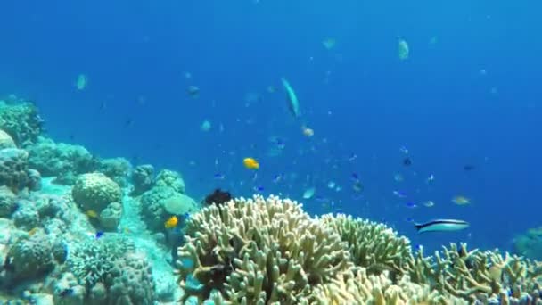 Arrecife de coral y peces tropicales. — Vídeo de stock