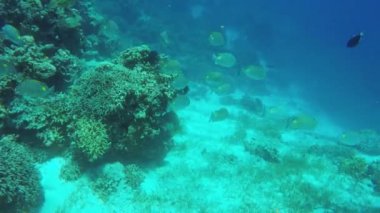 Mercan resifi ve tropikal balıklar.