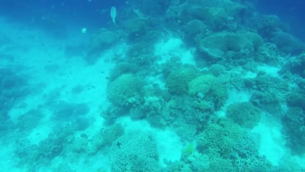 Korálové útesy a tropické ryby. — Stock video