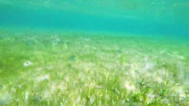 Arrecife de coral y peces tropicales. — Vídeos de Stock