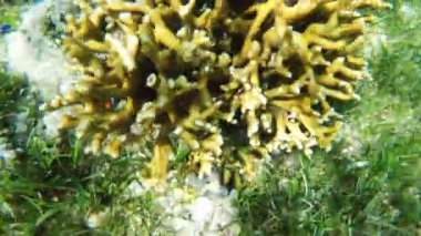 Mercan resifi ve tropikal balıklar.