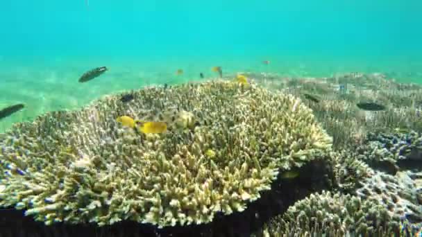 Arrecife de coral y peces tropicales. — Vídeo de stock