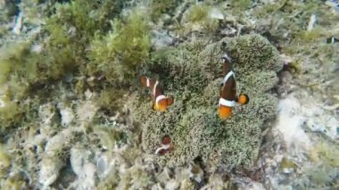 Deniz şakayığı ve palyaço balığı