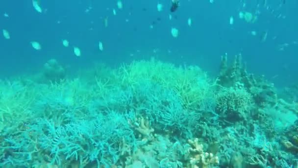 Korálové útesy a tropické ryby. — Stock video