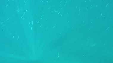 Mercan resifi ve tropikal balıklar.