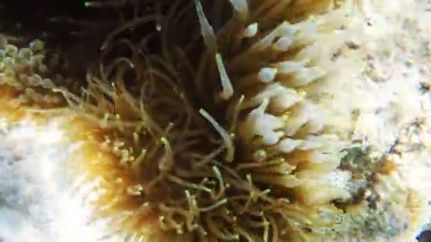 Моря anemone під водою — стокове відео