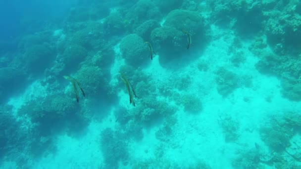 Arrecife de coral y peces tropicales. — Vídeos de Stock