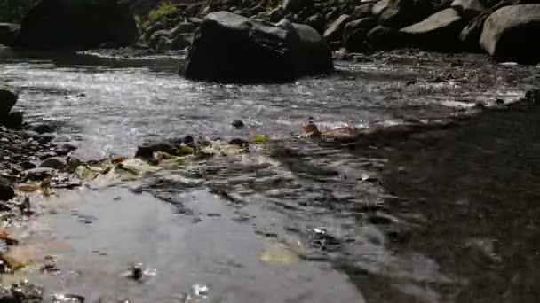 Arroyo del río en el bosque tropical . — Vídeo de stock