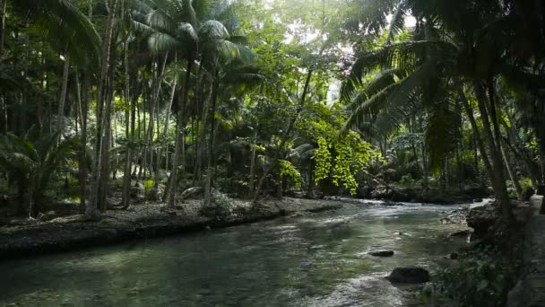 セブ島、フィリピンの熱帯雨林の川 — ストック動画