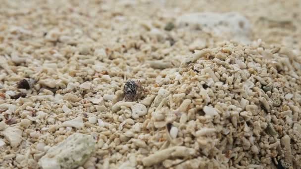 Pequeno caranguejo eremita na areia . — Vídeo de Stock