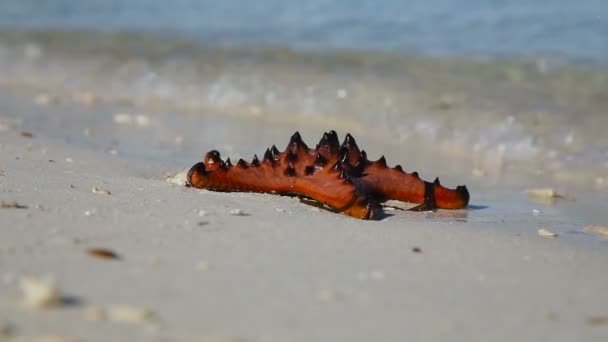 Starfish na areia da praia — Vídeo de Stock