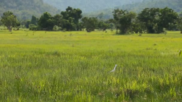 Burung elang putih di bidang hijau . — Stok Video