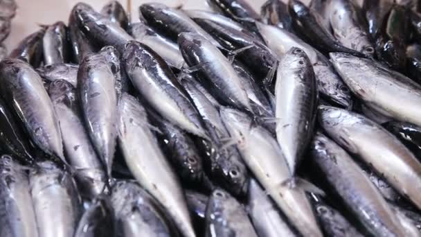 Peixe fresco no mercado — Vídeo de Stock