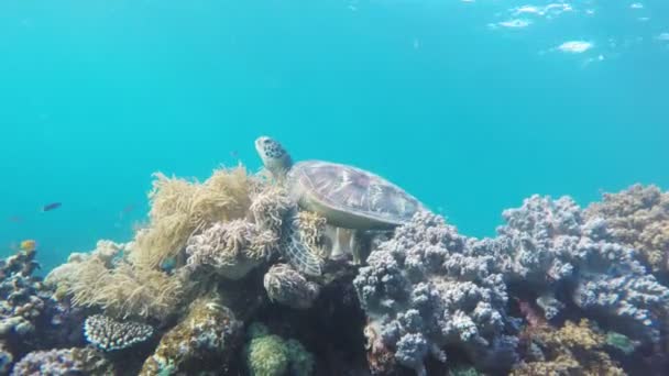 Zeeschildpad in de tropische zee — Stockvideo