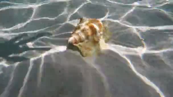 Seashell under vatten. — Stockvideo