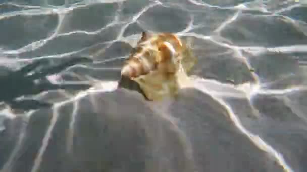 Coquille sous l'eau . — Video