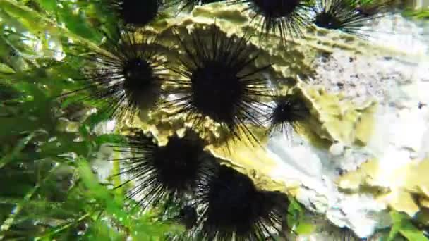 Sea urchins on coral reef — Wideo stockowe