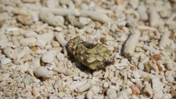 Pequeño cangrejo ermitaño en la arena . — Vídeos de Stock