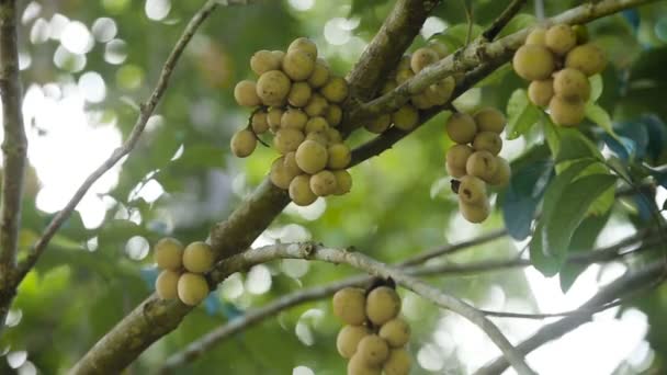 Tropical fruit lanzones, langsat. — Stock Video