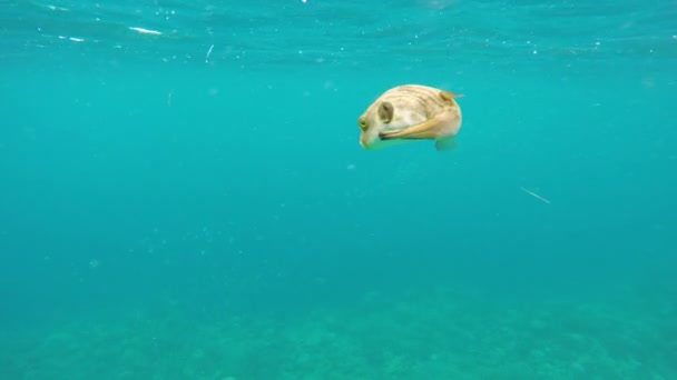 Récif corallien et poissons tropicaux. — Video