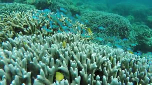 Arrecife de coral y peces tropicales. — Vídeo de stock