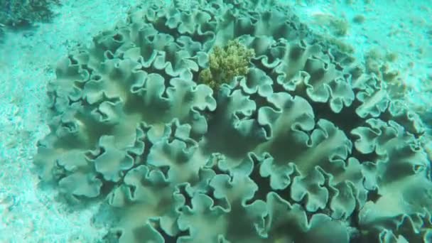 Soft corals in tropical sea — Stock Video