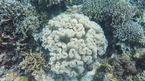 Corais moles no mar tropical — Vídeo de Stock