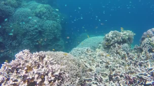 Korallzátony és trópusi hal. — Stock videók