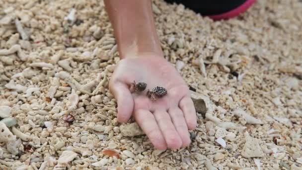 Cangrejos ermitaños en una mano de los niños — Vídeo de stock