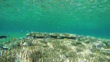 Mercan resifi ve tropikal balıklar.