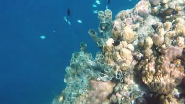 Arrecife de coral y peces tropicales. — Vídeo de stock