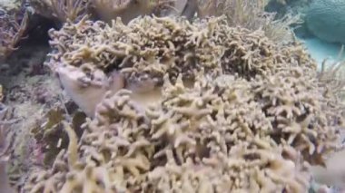 tropikal deniz yumuşak mercanlar