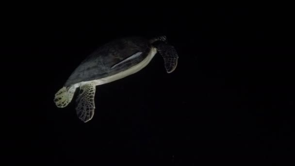 Θαλάσσια χελώνα σε τροπική θάλασσα. Νυχτερινές καταδύσεις — Αρχείο Βίντεο