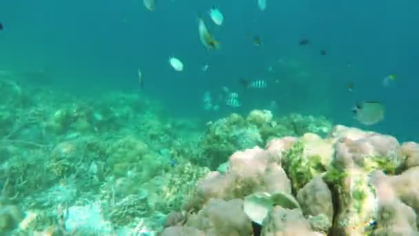 Recifes de coral e peixes tropicais. — Vídeo de Stock