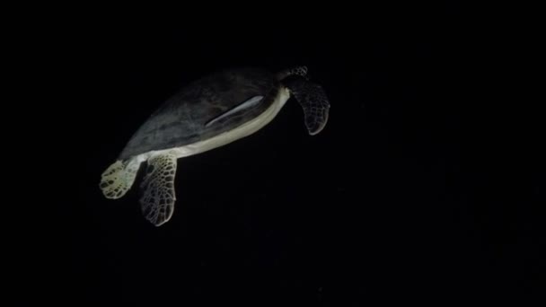 Zeeschildpad in de tropische zee. Nacht duiken — Stockvideo