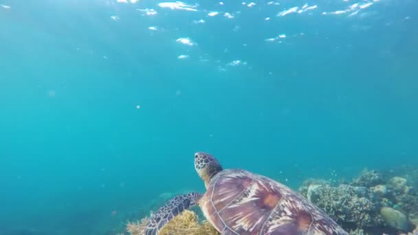 Tortuga marina en el mar tropical — Vídeos de Stock