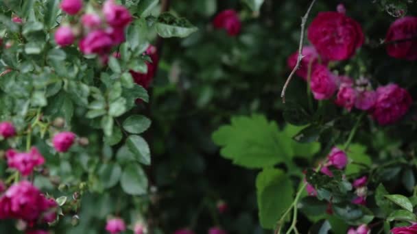 Rosier dans le jardin.