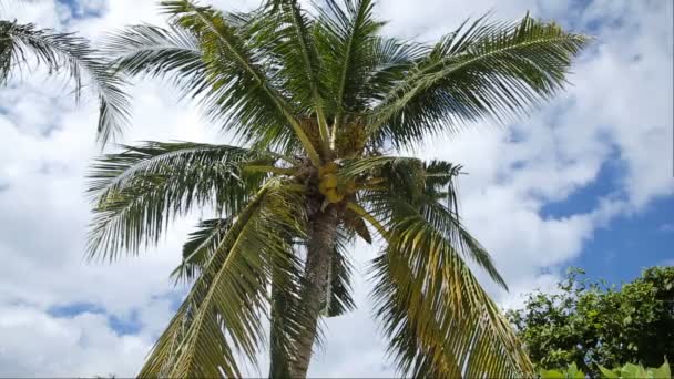 Coconut tree och blå himmel med moln — Stockvideo