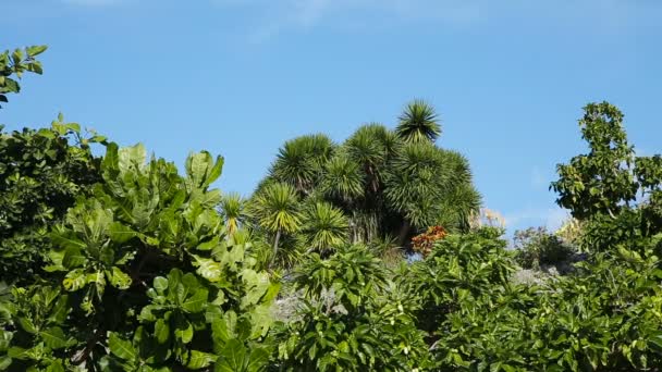 Пейзаж тропічної рослини під блакитним небом — стокове відео