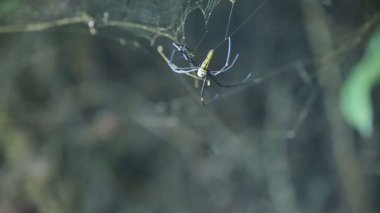 büyük örümcek web üzerinde